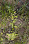 Seaside brookweed <BR>Water pimpernel